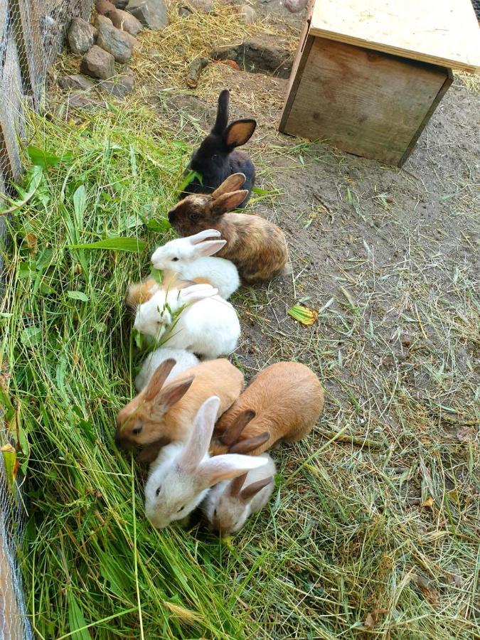 Bensdorfer Muehle - Auszeit In Brandenburg Leilighet Eksteriør bilde